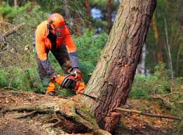 Oak Park Heights, MN Tree Removal and Landscaping Services Company